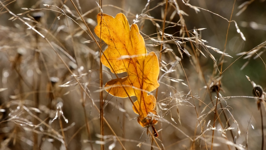Осенняя поляна в лесу. Осенний листопад. Fall wind. Fall wind. Листопад в лесу.