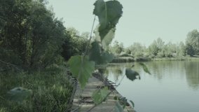 Camera slides from behind leaves to reveal pier and lake in Pripyat, Chernobyl. Ungraded Log Footage