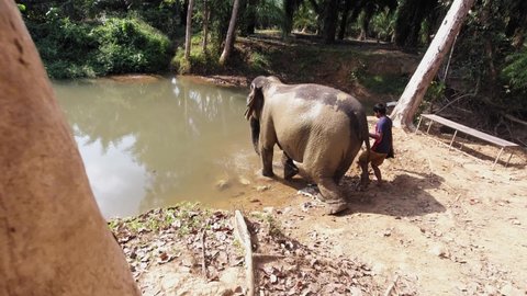 Khao Sok , Thailand - 01 20 2020: A beautiful Thai elephant entering a muddy pool for it's bath in the Khao Sok National Park - slowmo