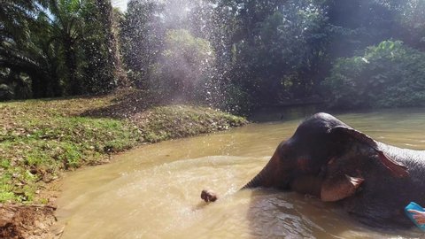 Khao Sok , Thailand - 01 14 2020: Cute Elephant splashing with mud water while taking a bath at Khao Sok. - close-up shot