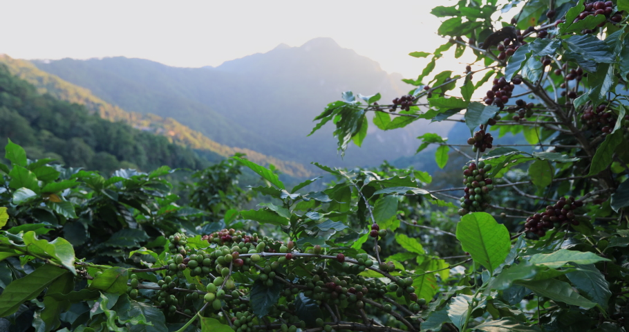 Coffee beans ripening, fresh coffee,red berry branch, industry agriculture on tree in North of thailand Royalty-Free Stock Footage #1063153288