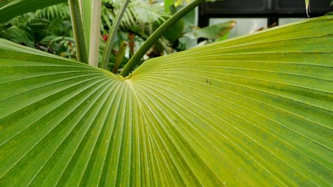 Large Fijian Fan Palm Leaf Laying Flat, TILT DOWN