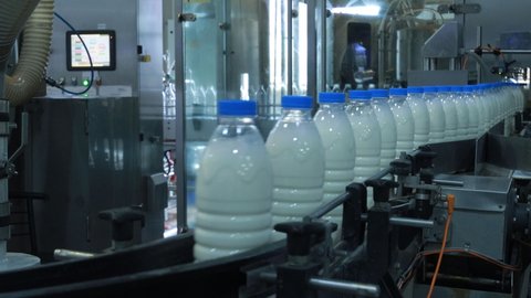 Dairy. Milk production. Conveyor. Milk bottles