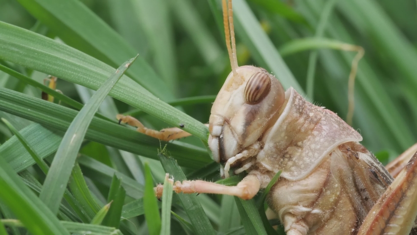 head migratory locust eating grass sideview Stock Footage Video (100% ...