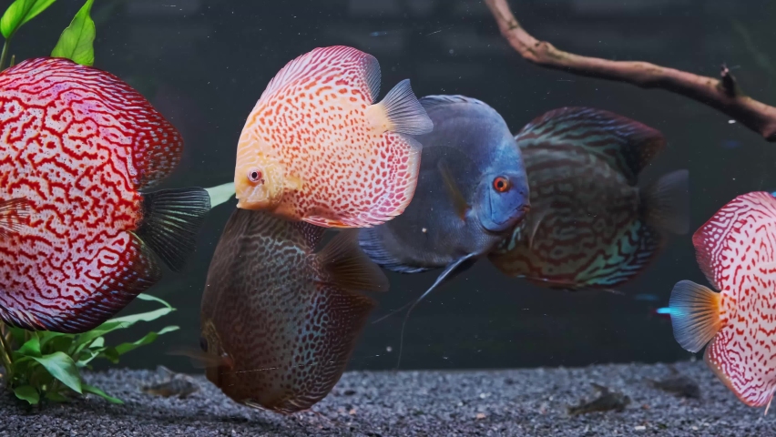 Symphysodon discus fish swiming in aquarium. 4K footage Checker red colors. Aquaria concept