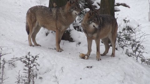 Wolves in the winter time, pack behavior in the snowy forest, on frost when they become tense