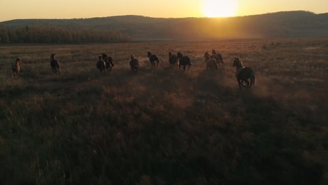 Epic herd of horses running fast across meadow field. Romantic orange dawn sunset sun horizon wildlife landscape. Beautiful slow motion footage. Strength freedom, emotional, incredible shot. Aerial 4k