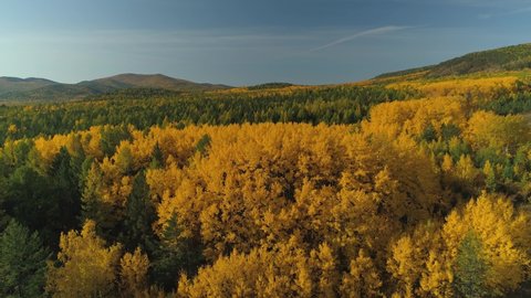 Siberia beautiful autumn natural landscape. Larch coniferous forest green orange trees scenery from above. Birch Russia. Tundra cinematic hills in background. Sunny day. Freedom happy, travel. Aerial