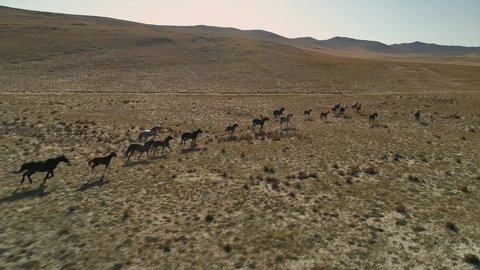 Aerial Wild horses epic large herd flock fast running along autumn steppe. Siberia Buryatia tundra nature unique landscape. Wild animals сountry pasture, grazing. Cinematic flight slow motion. Stock