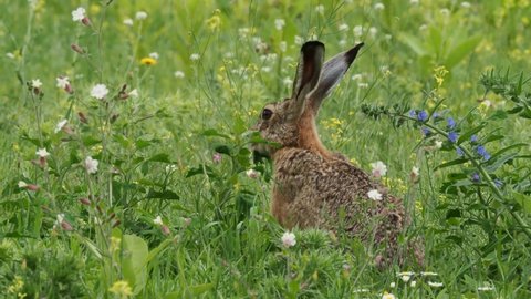 Brown Hare - Lepus europaeus, European hare, species of hare native to Europe and parts of Asia, the largest hare species, open country, herbivorous, feeding and eating the green grass on the meadow.