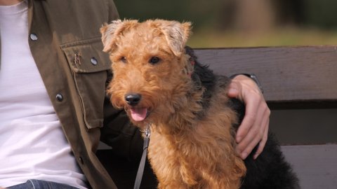 Portrait of a Cute Dog Breed Fox Terrier, Sitting Next to his Owner. Hand Irons a Fox Terrier. Dog and Man. Hand Strokes the Dog. Fox Terrier on a Walk with Master. Close up Men Patted a Dog. Pet Club
