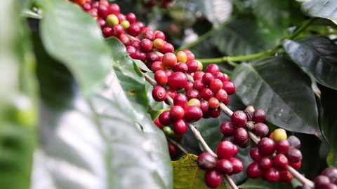 Coffee beans ripening, fresh coffee,red berry branch, industry agriculture on tree in North of Thailand
