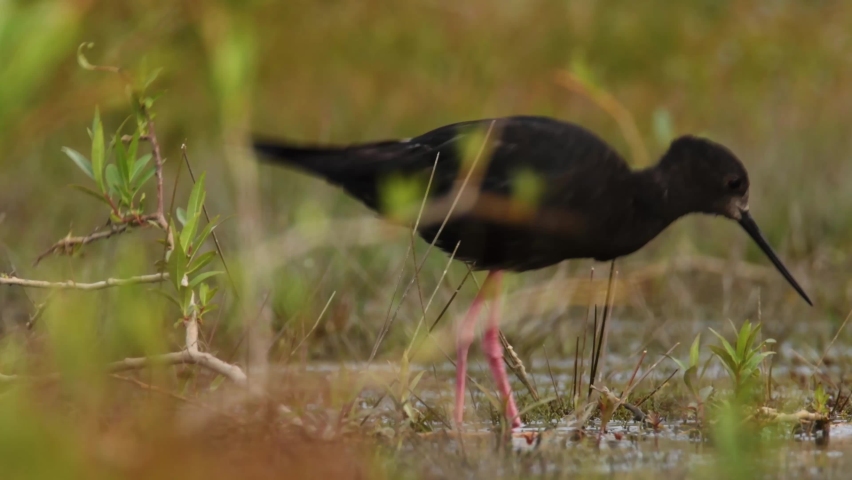 Himantopus novaezelandiae - Black stilt - kaki in Maori language, endemic rare bird from New Zealand, near lake Tekapo, walking, looking for food and feeding in the water.