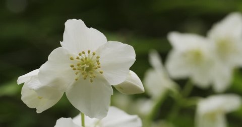 jasmine flowers in bloom 4k prores footage, closeup video