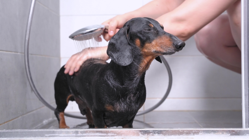 Cute black and tan dachshund have a bath shower from its owner, standing on ceramic floor and squinting with pleasure. Relax dog at home concept. Daily hygiene procedure for pet. Royalty-Free Stock Footage #1063180774
