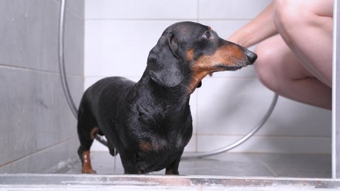 Cute black and tan dachshund have a bath shower from its owner, standing on ceramic floor and squinting with pleasure. Relax dog at home concept. Daily hygiene procedure for pet.