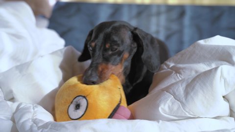 Active obedience dachshund dog plays and chews soft toy in form of smiley face with its tongue hanging out, in bed while owners are not at home.