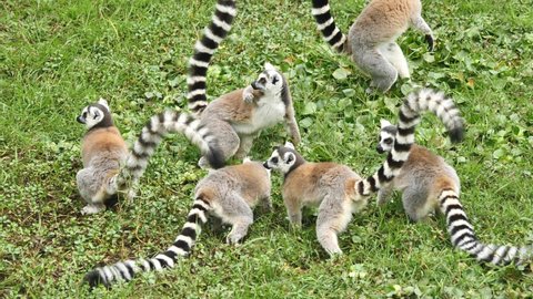 Large Family Of Ring Tailed Lemurs Foraging For Food, Madagascar