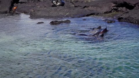 Sea lions in shallow water in the Galapagos Islands