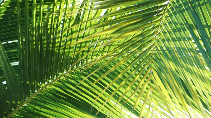 Tropical coconut palm leaf swaying in the wind with sun light, Summer background, slow motion. Royalty-Free Stock Footage #1063184077