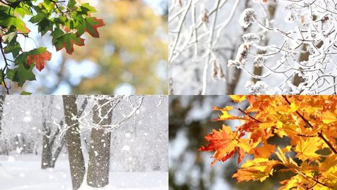 Seasons - a collage with views of autumn and winter nature. Golden autumn, colorful leaves on the trees. Snowy winter, blizzard and blizzard, frost on the trees.