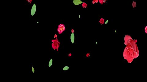 animation of rose flowers is generated on a black background. the size. Fall from the top. Decorative postcard. screen saver. festively. fashionably beautiful. motion design. love. changes color.3d