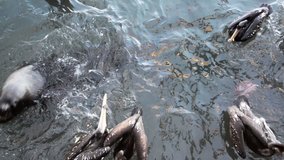 Fast motion video of pelicans and sea lions eating fish in Coquimbo, Chile