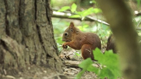Red squirrel close up on forest background. Clip. Little adorable hungry squirrel eating a nut near a tree trunk and green forest plants, concept of wildlife.