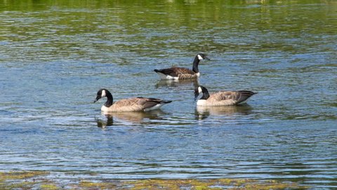 A small gaggle of Canada Geese are floating in a river.