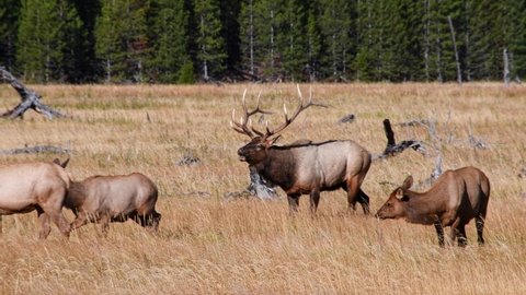 A bull elk managing his herd of females in the fall near the Madison River in Yellowstone National Park. The bull bugles. Clip has sound. Camera follows the animal.