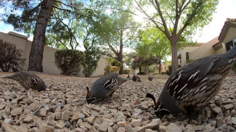 Close up view of wild Quail birds foraging in the Western United States.