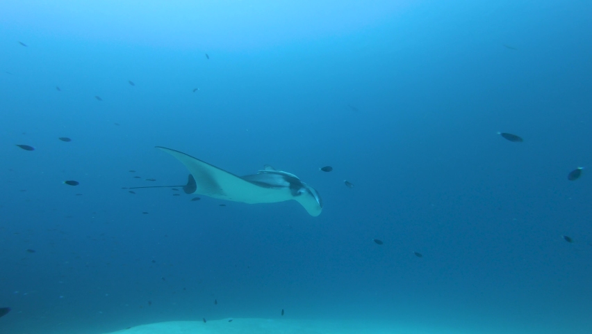 Manta ray smoothly gliding in the blue ocean, underwater footage, Maldives, South Ari Atoll.  Royalty-Free Stock Footage #1063193965