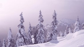 View of trees covered with snow during winter on mountain slope