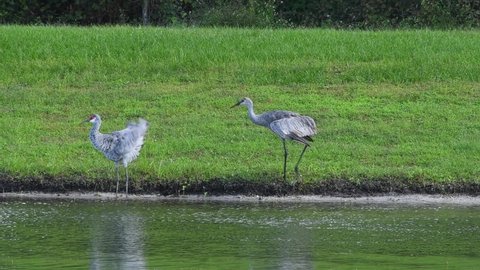 A Family of Sandhill Cranes engaged in a dance along the bank of a small lake in Central Florida. There appears to be two adults and one nearly mature colt. Camera following the animals.