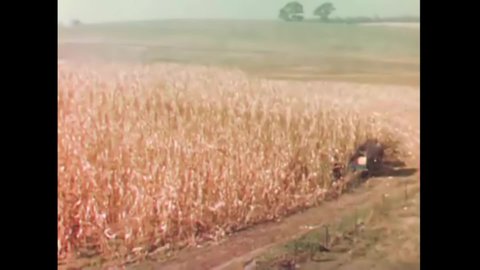 CIRCA 1940s - A farmer harvests his corn.