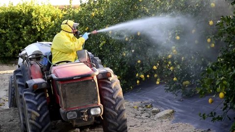 Spray ecological pesticide, pest, pesticides. Farmer fumigate in protective suit and mask lemon trees. Man spraying toxic pesticides, pesticide, insecticides 