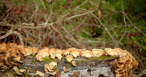 Shelf Mushrooms, Bracket Fungi on Trees in South Carolina Forest