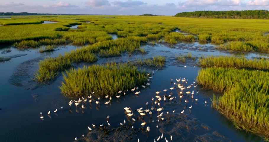 Birds and Wildlife in Huntington Beach State Park, Aerial Drone
