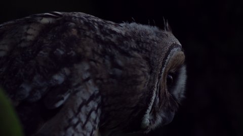 Close up detail of young long eared owl (Asio otus) gazing and sitting on dense branch deep in crown. Wildlife dark tranquil portrait footage of bird head in detail in natural night habitat background