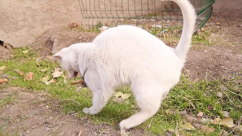 white cat playing and eating a mouse. 
At first, cat killed a mice in the field and brought him to the garden of the house as a gift to us.
Predator and prey.
the life cycle.
wildlife, wild nature