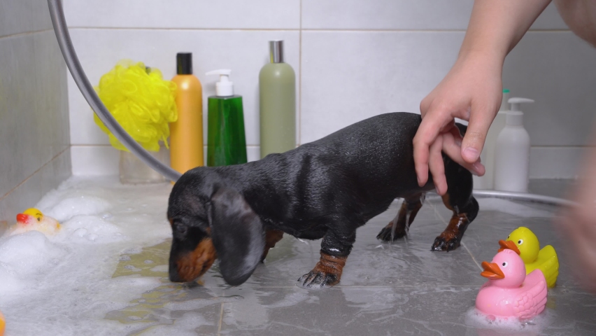 Dachshund puppy was bathed with special flea shampoo in the plastic basin with thick soap foam, and now the owner takes it away to dry. Washcloth, cosmetic bottles for pets and rubber toy ducks around. Royalty-Free Stock Footage #1063206097