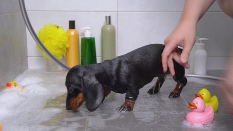Dachshund puppy was bathed with special flea shampoo in the plastic basin with thick soap foam, and now the owner takes it away to dry. Washcloth, cosmetic bottles for pets and rubber toy ducks around.