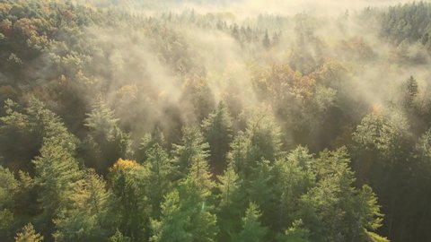 Dense green forest with tall trees all covered with mist during early morning hours. Aerial.