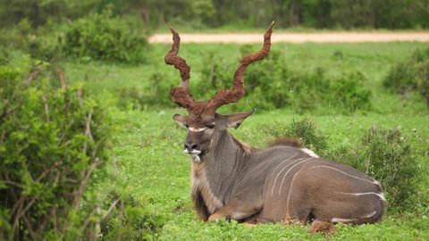 Majestic huge male Kudu relaxes on African savanna; muddy spiral horns