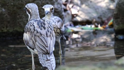 The bush stone-curlew or bush thick-knee is a large ground-dwelling bird endemic to Australia. The favored habitat is open plains and woodlands