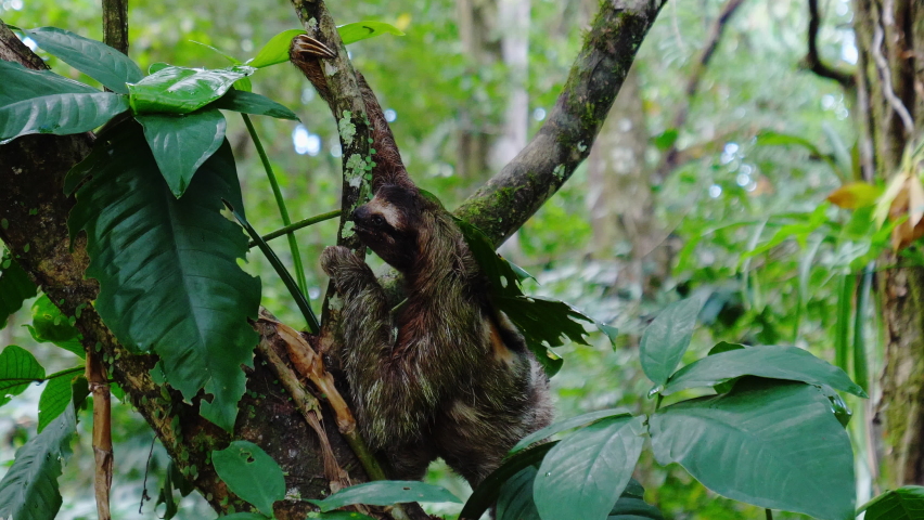 Wild Sloth Climbing On Tree In Natural Jungle Forest  Royalty-Free Stock Footage #1063225060