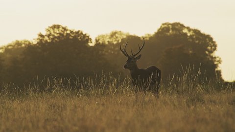 Male Red Deer Stag (cervus elaphus) during deer rut at sunset in beautiful golden orange sunlight in fern and forest landscape and scenery, British wildlife in England, UK