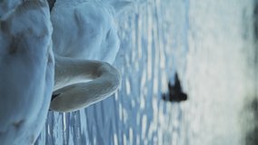 Vertical wildlife animal video of Swans (cygnus) on a cool blue winter lake, swimming in the water, British birds in Richmond Park, England, UK