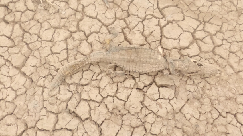 Dead animal on soil full of cracks with lack of rain | Shutterstock HD Video #1063227424