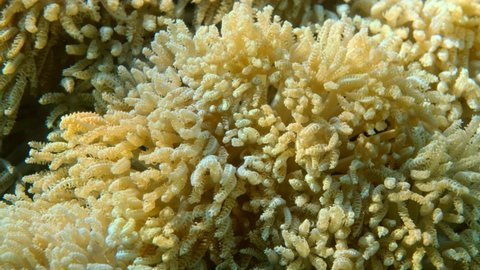 Details of the soft coral polips. Extreme close-up of the soft coral polips on the reef. Natural underwater background. Pom Pom Xenia or Pulse Coral (Xenia umbellata)